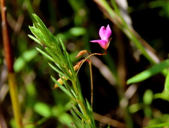 Indigofera filicaulis