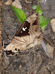 Lophostethus dumolinii