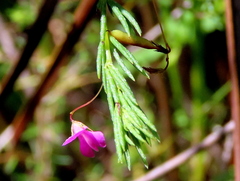 Indigofera filicaulis