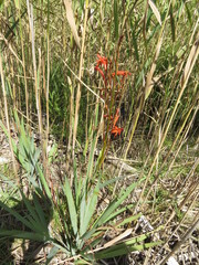 Watsonia schlechteri