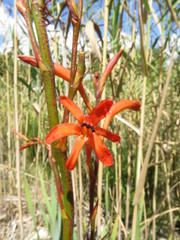 Watsonia schlechteri