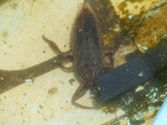 Lethocerus cordofanus