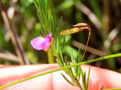 Indigofera filicaulis