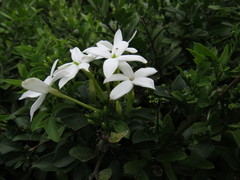 Jasminum angulare