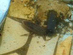 Lethocerus cordofanus