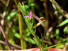 Indigofera filicaulis