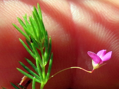 Indigofera filicaulis