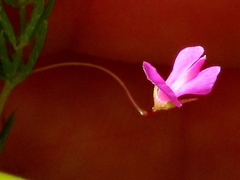 Indigofera filicaulis