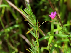 Indigofera filicaulis