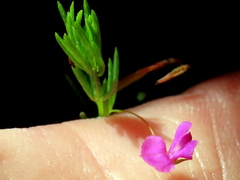 Indigofera filicaulis
