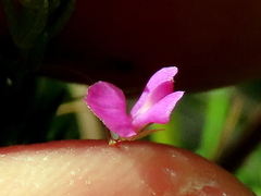 Indigofera filicaulis