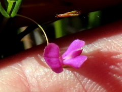 Indigofera filicaulis