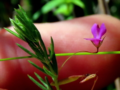 Indigofera filicaulis