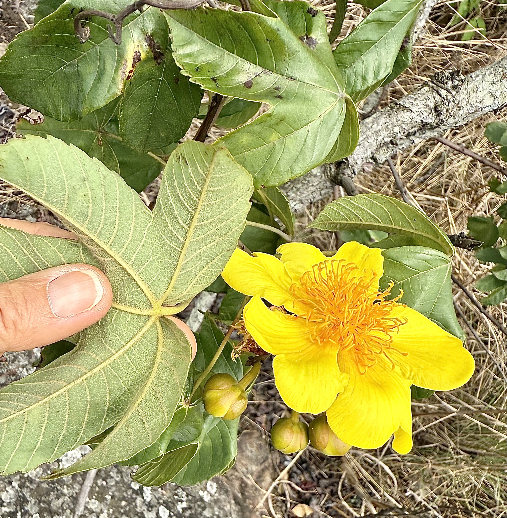Borututo (Cochlospermum angolense)