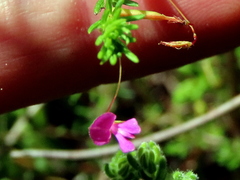 Indigofera filicaulis
