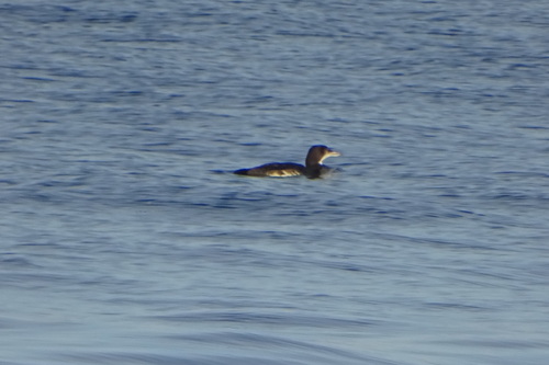 Common Loon
