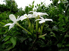 Jasminum angulare