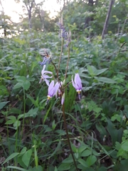 Primula fassettii