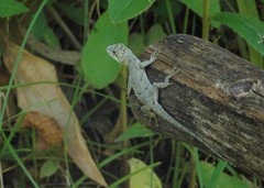 Leiosauridae