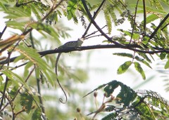 Polychrus acutirostris