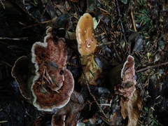 Hydnellum scrobiculatum