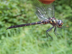 Somatochlora forcipata