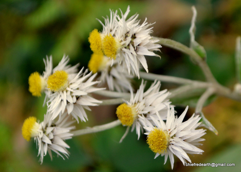Three-nerved Pearly Everlasting