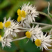 Three-nerved Pearly Everlasting - Photo (c) Chief RedEarth, some rights reserved (CC BY-NC-ND), uploaded by Chief RedEarth
