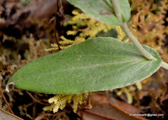 Anaphalis triplinervis