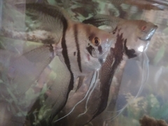 Pterophyllum scalare