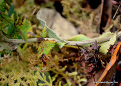 Anaphalis triplinervis