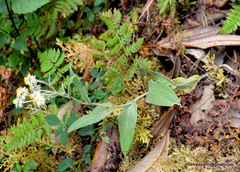 Anaphalis triplinervis