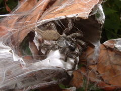 Ischnothele digitata