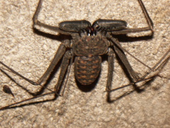 Phrynus whitei
