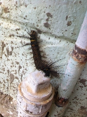 Pseudautomeris salmonea