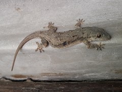 Hemidactylus platycephalus