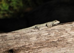 Leiosauridae