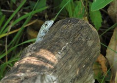 Leiosauridae