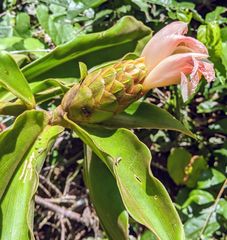 Costus acreanus