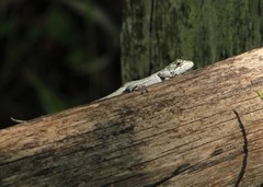Leiosauridae