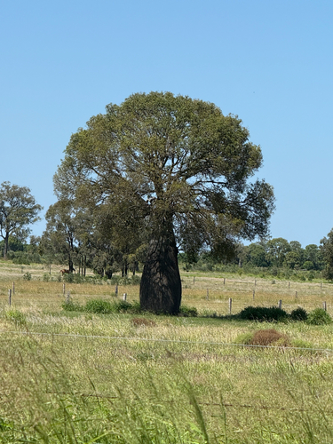 Queensland Bottle Tree