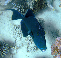 Pseudobalistes fuscus