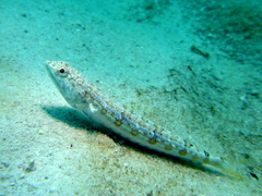 Banded Lizardfish photo 5