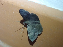 Hemeroblemma malitiosa