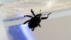 Trigonopterus