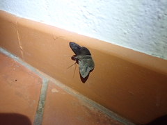 Hemeroblemma malitiosa