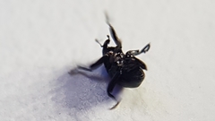 Trigonopterus