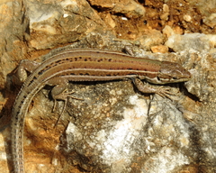 Podarcis melisellensis