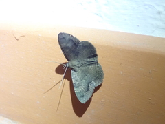 Hemeroblemma malitiosa