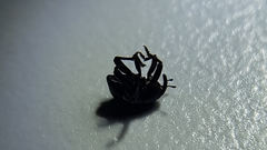 Trigonopterus